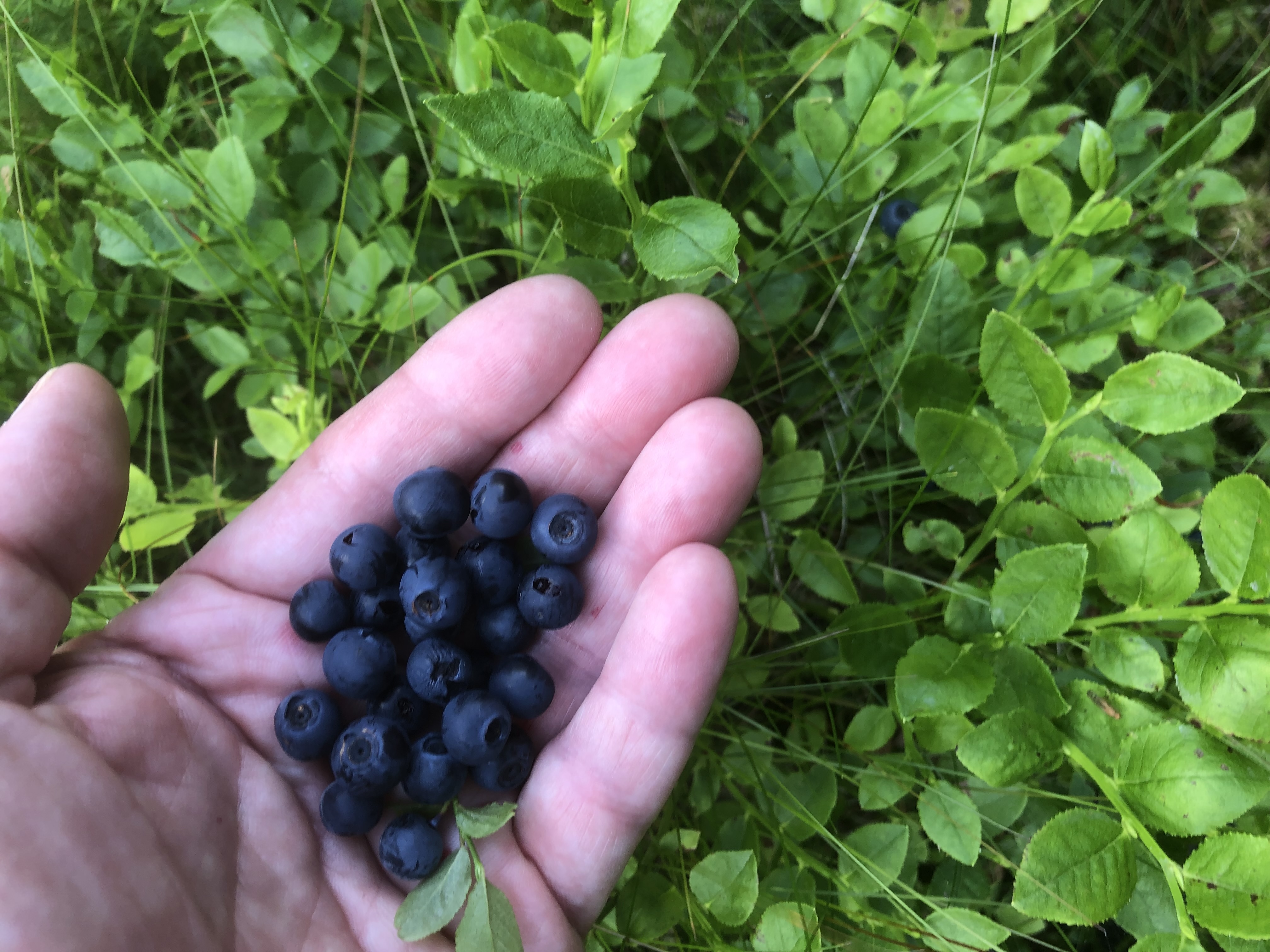 Hand holding berries in a rural landscape